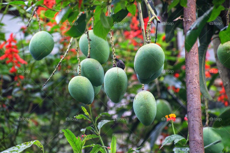 Raw mango on the tree