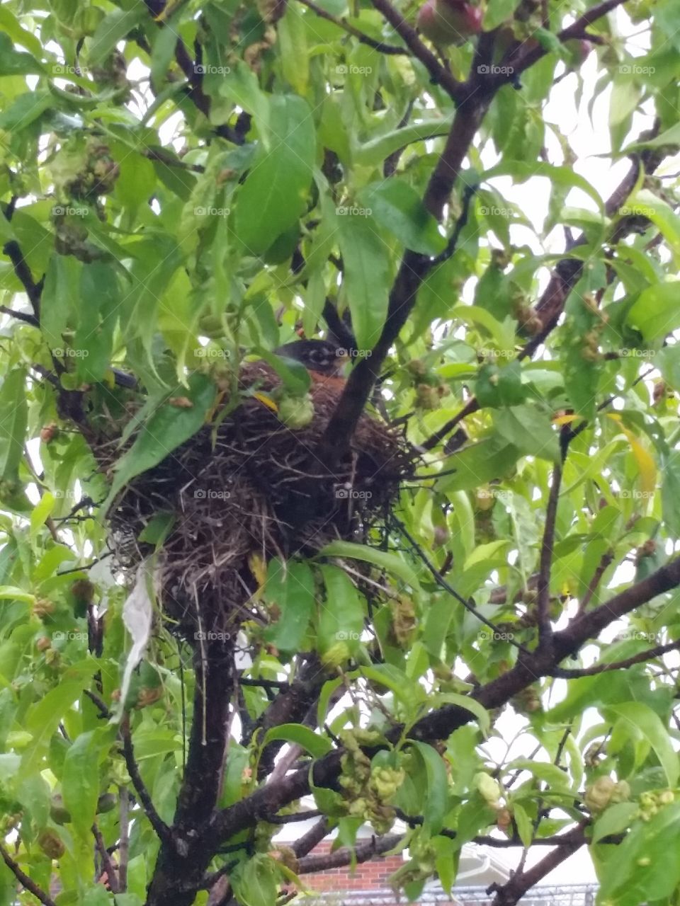 Robin on her nest in our peach tree