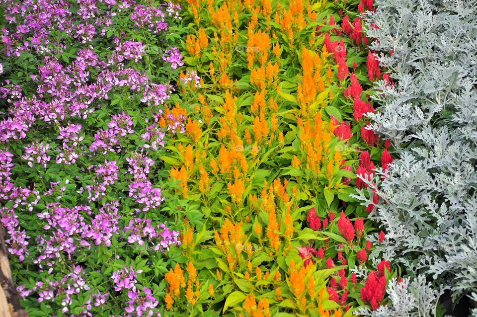 Various different flowers with vivid colors in bright summer light. Pink, yellow, red and white flowers.