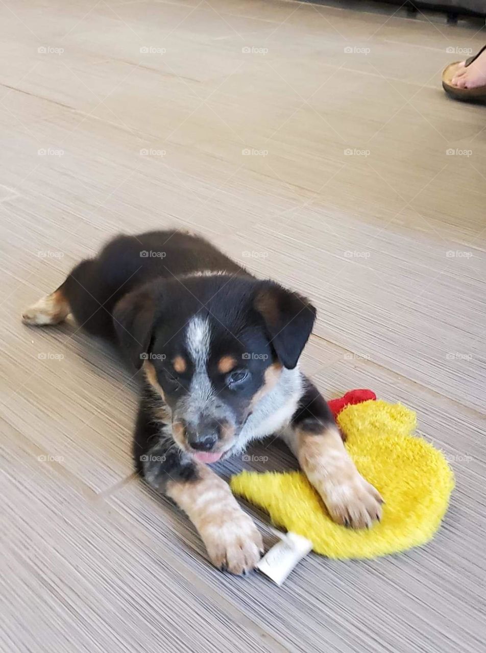 Sweet Puppy with Duck Toy, Texas Heeler, Tri-color, Handsome Pup!