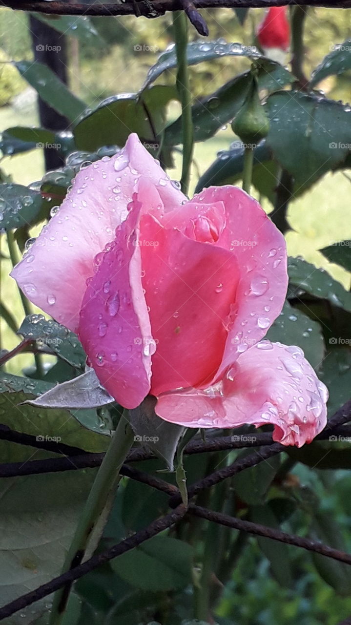raindrops on the pink rose