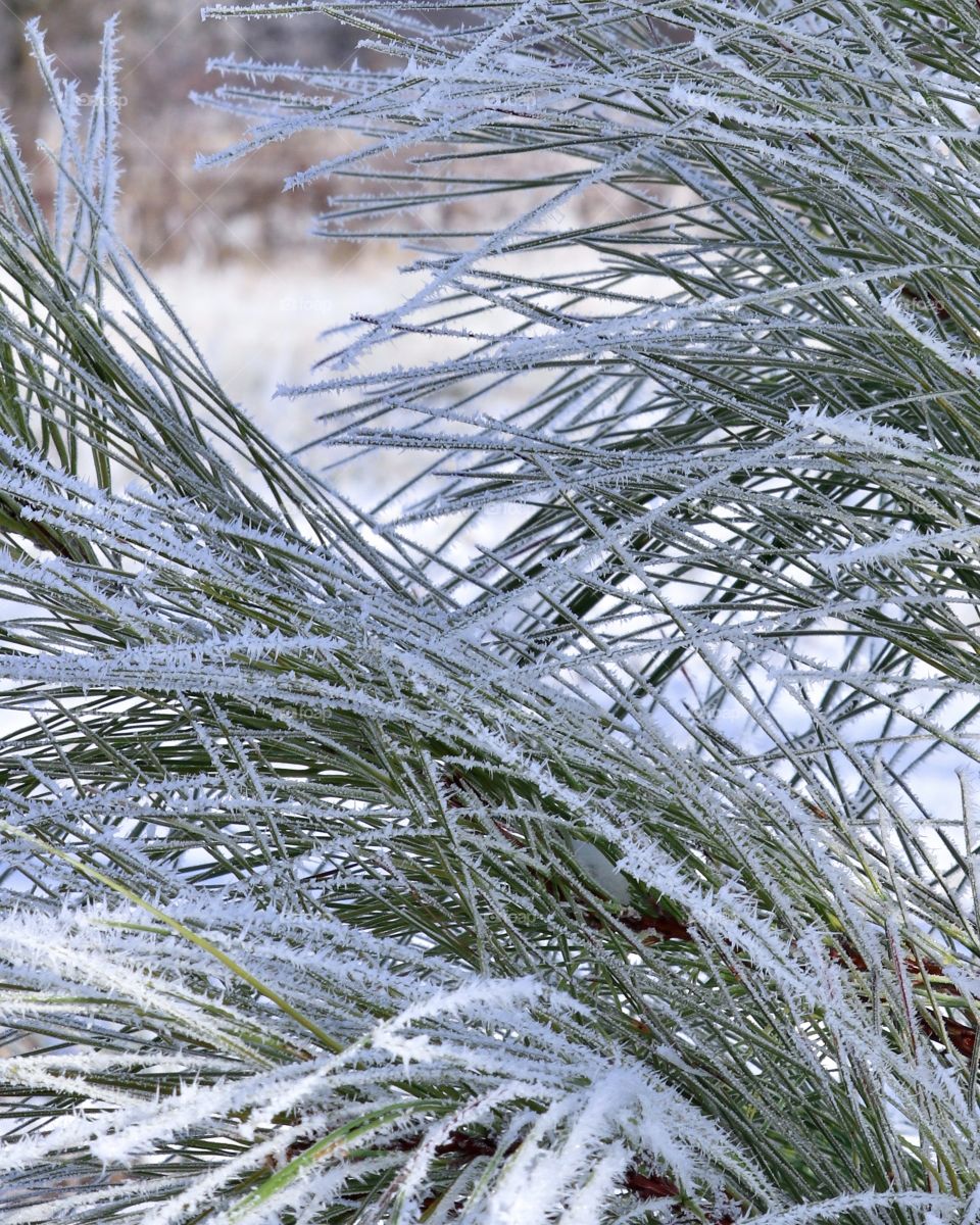 A snowy winter wonderland with frosty covered pine trees.