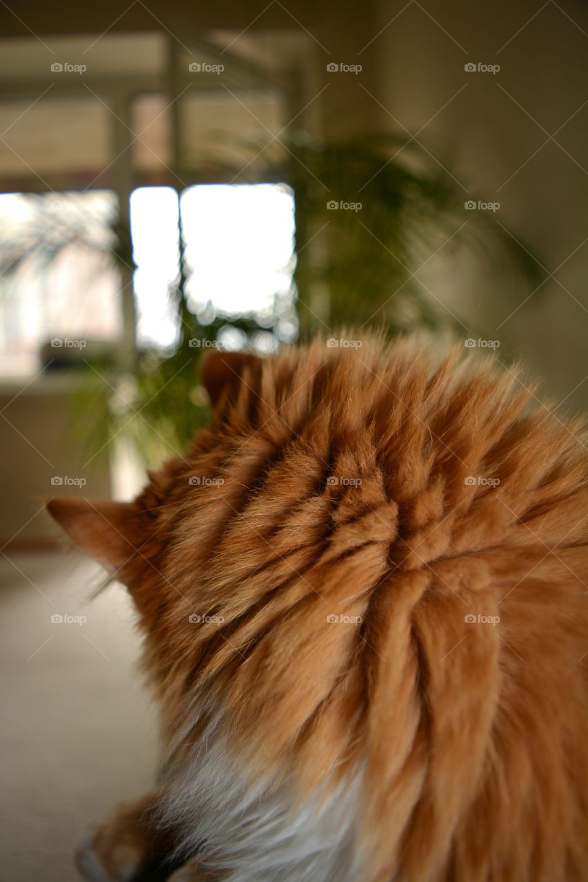 No Person, Cat, Mammal, Blur, One