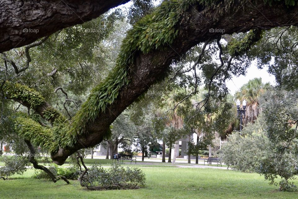Huge oak tree branch covered in moss