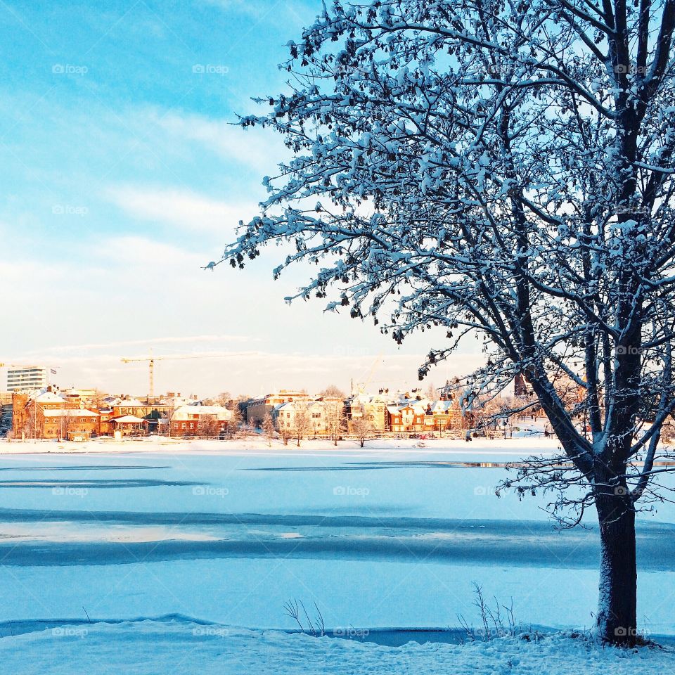 Winter, Snow, Tree, Landscape, Cold