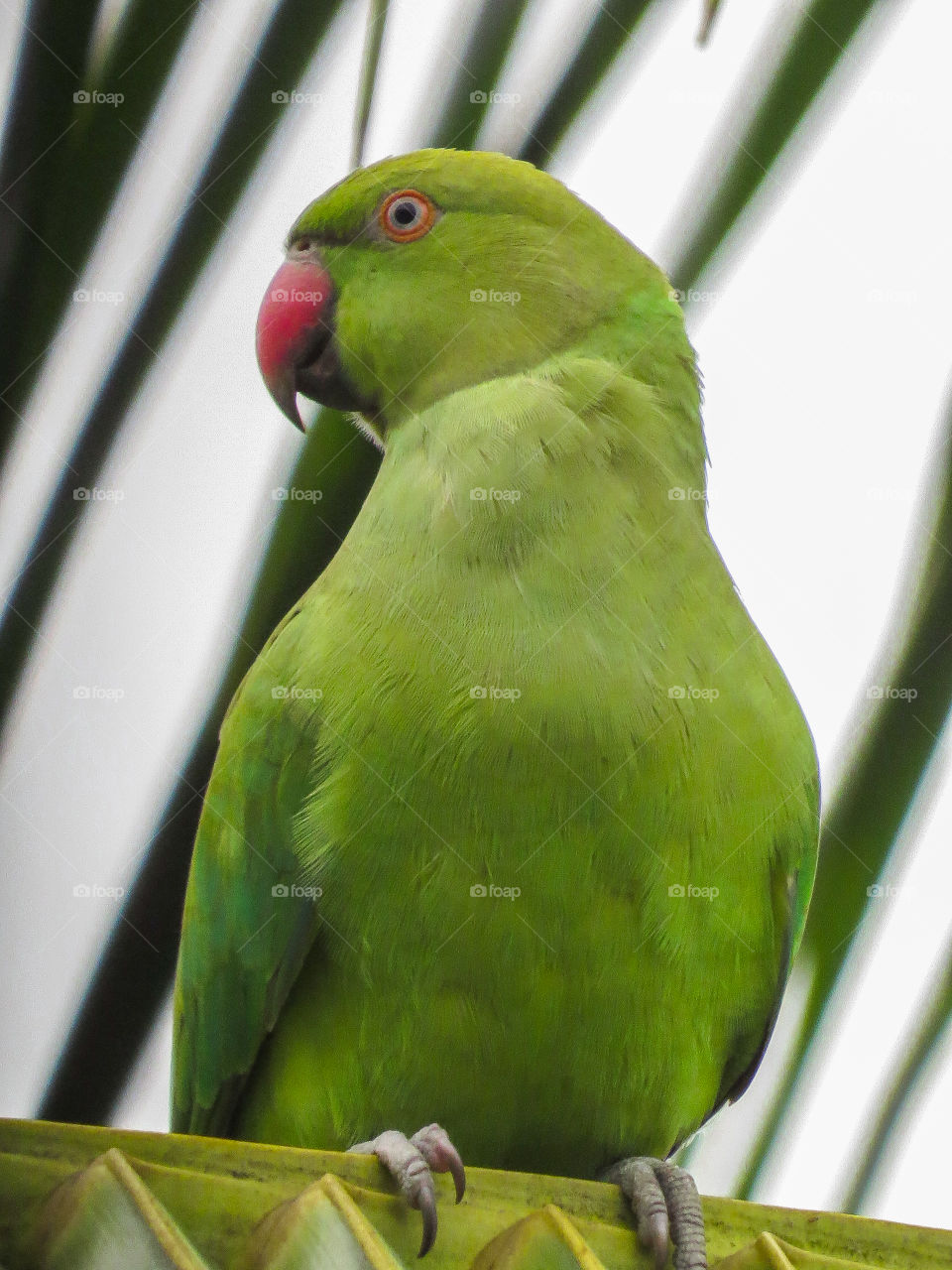 Portrait of a green parrot