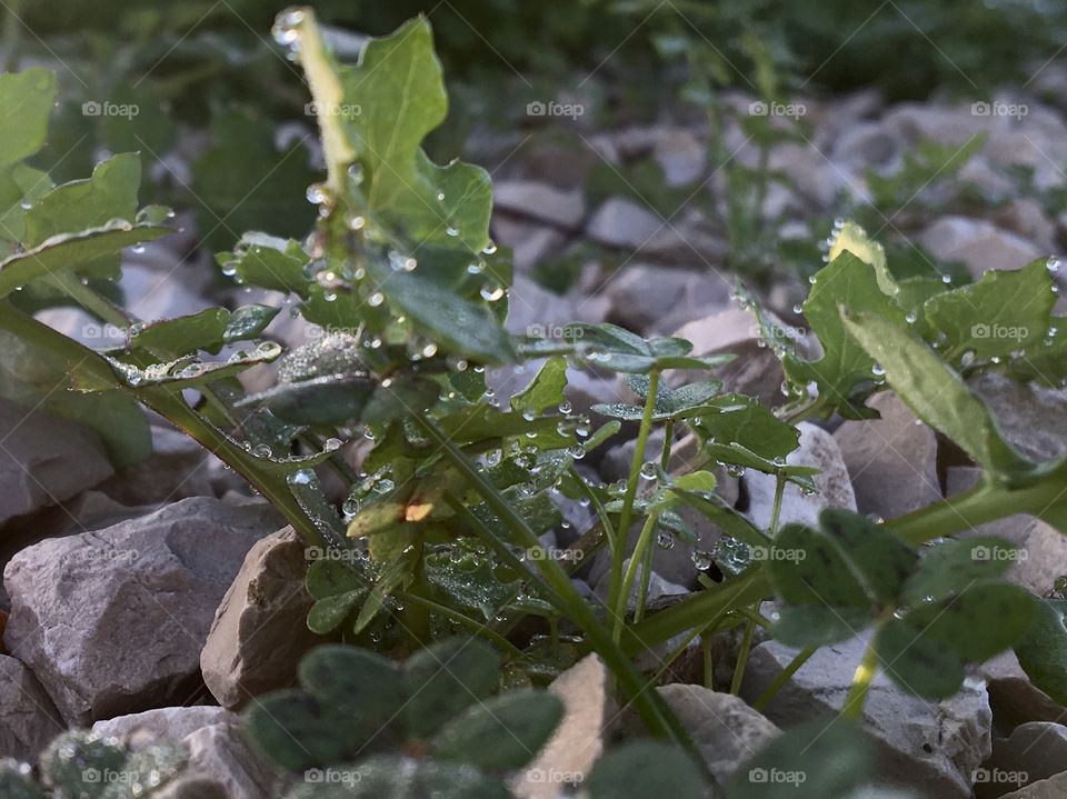 Morning dew on wild grass