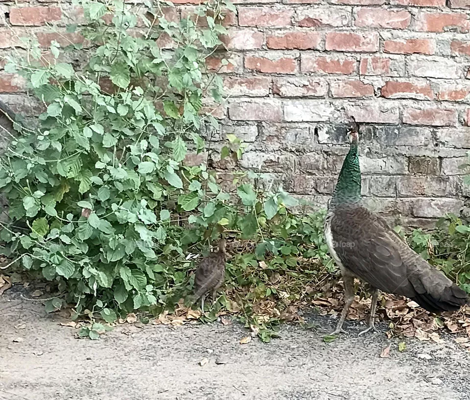Indian peafowl