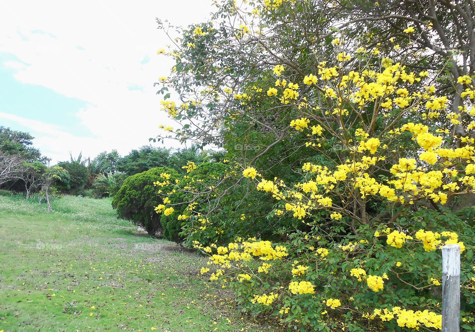 Flowering Tree at Spring