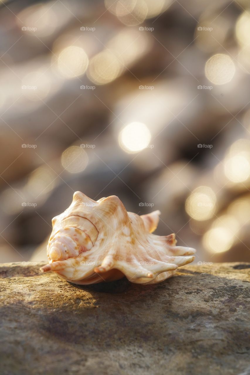 Shell 
