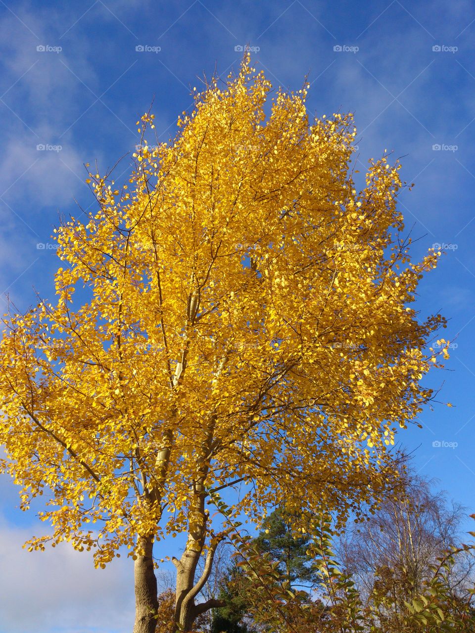 yellow tree. yellow tree 