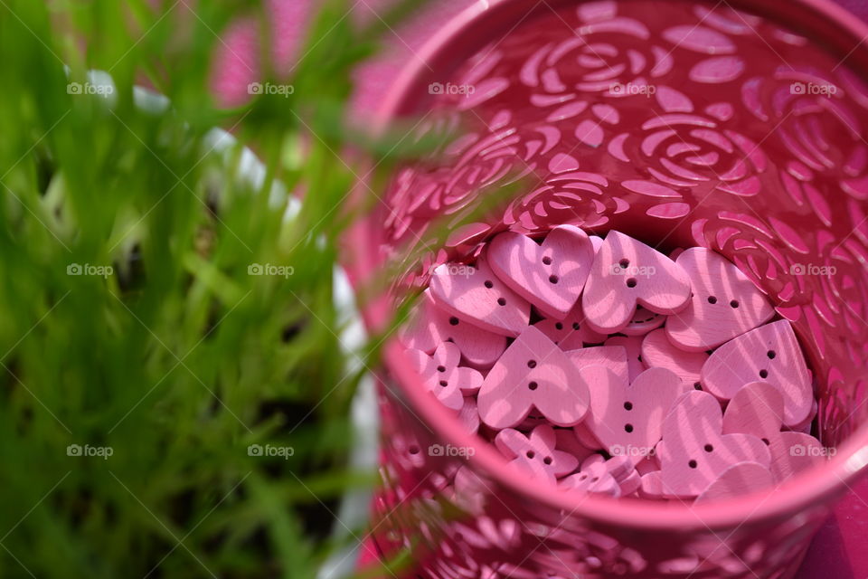 Flower, Nature, No Person, Desktop, Closeup