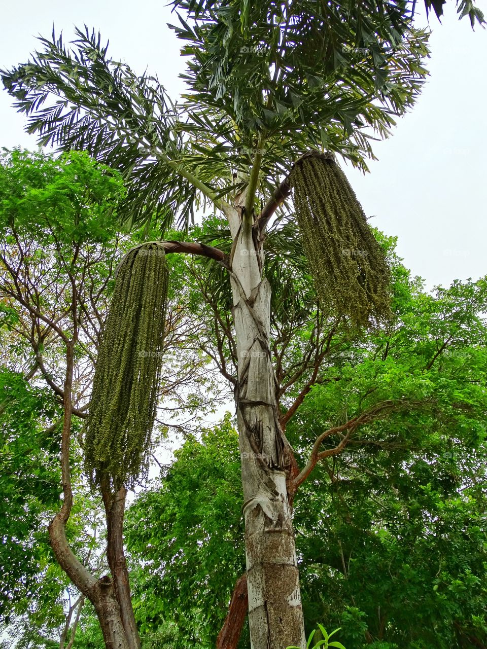 Mexican Palm Tree. Palm Tree In Cancún Mexico
