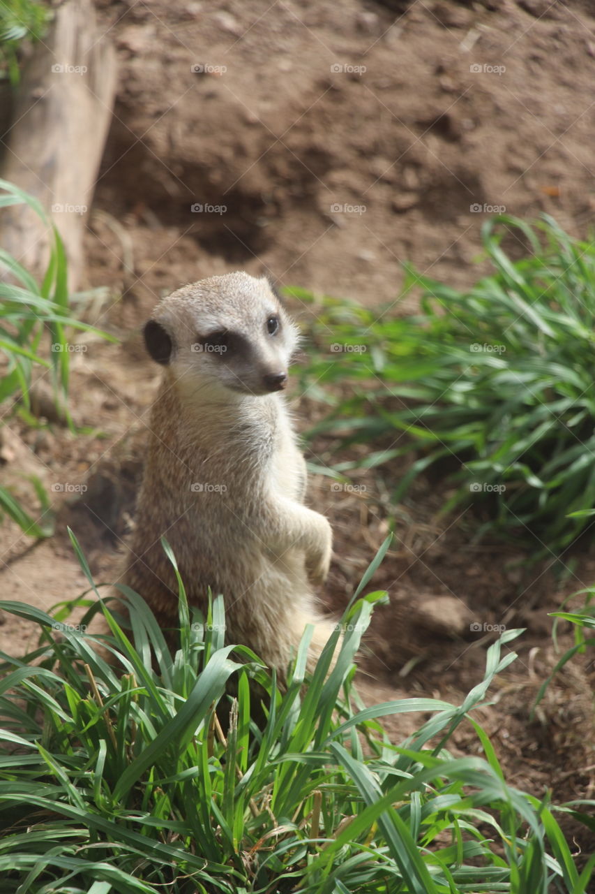 Adorable meerkat 