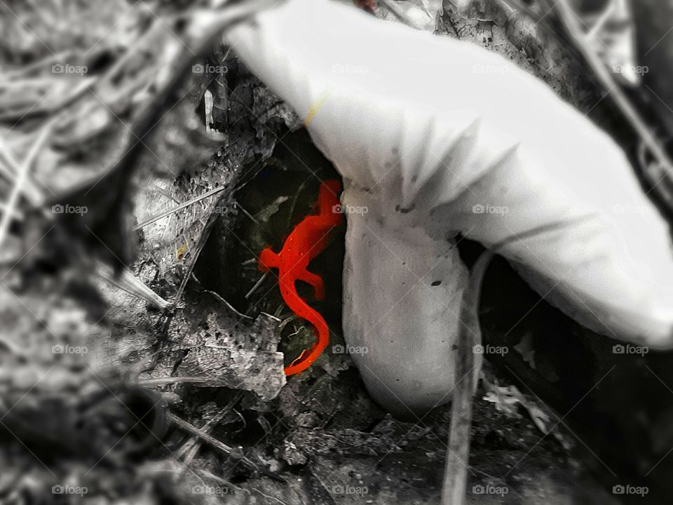 salamander under mushroom