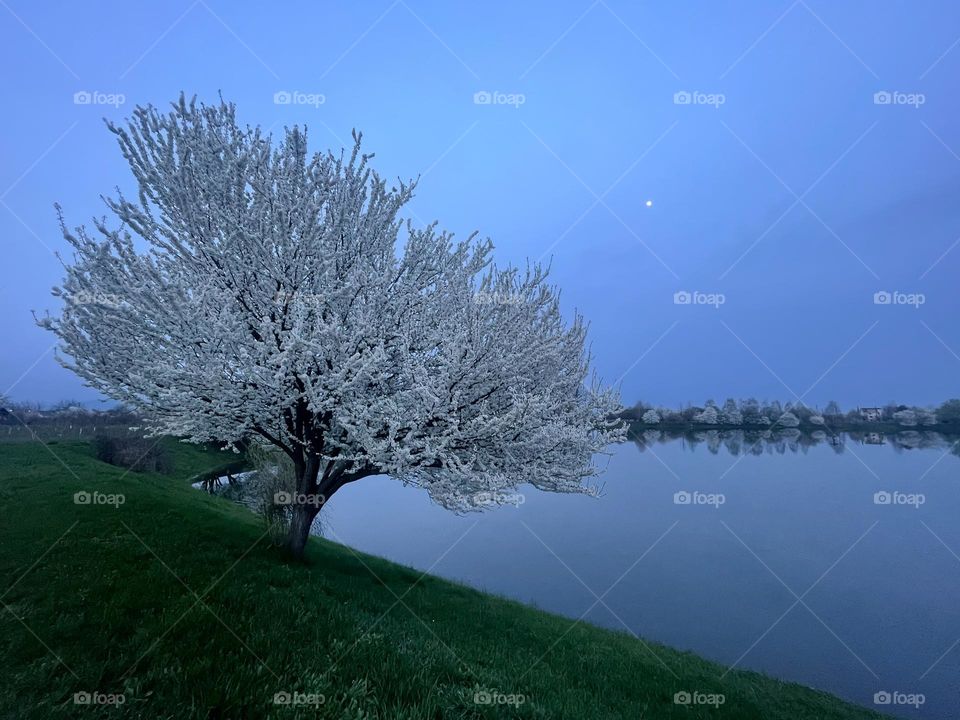 Blooming Sakura in the twilight 