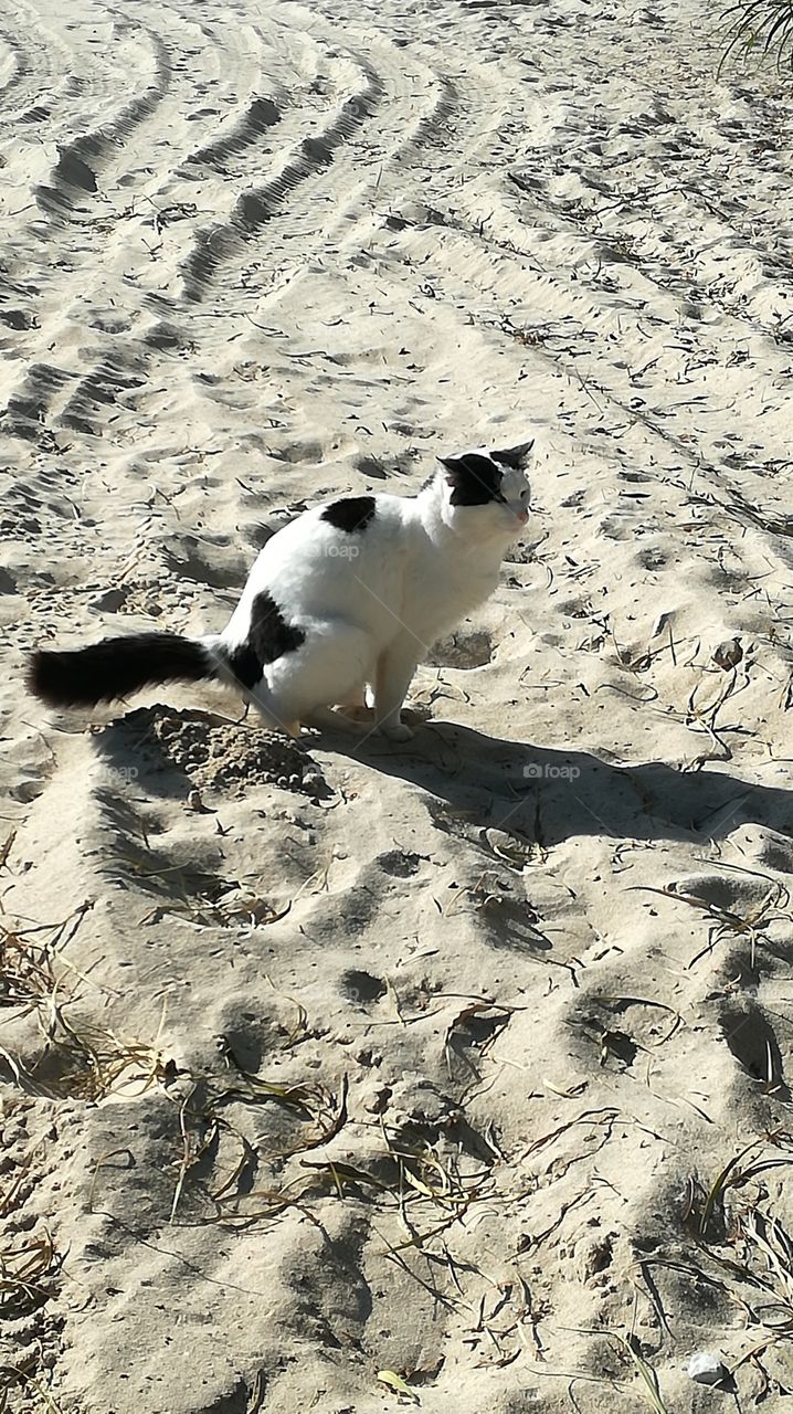 cat on the beach
