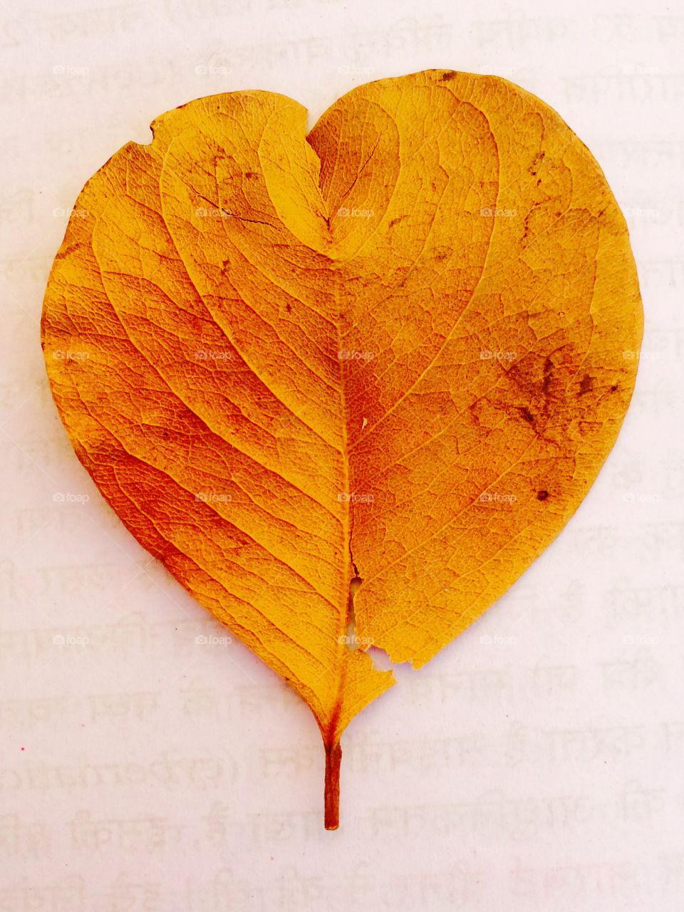 Golden dry leaf in heart shape st
