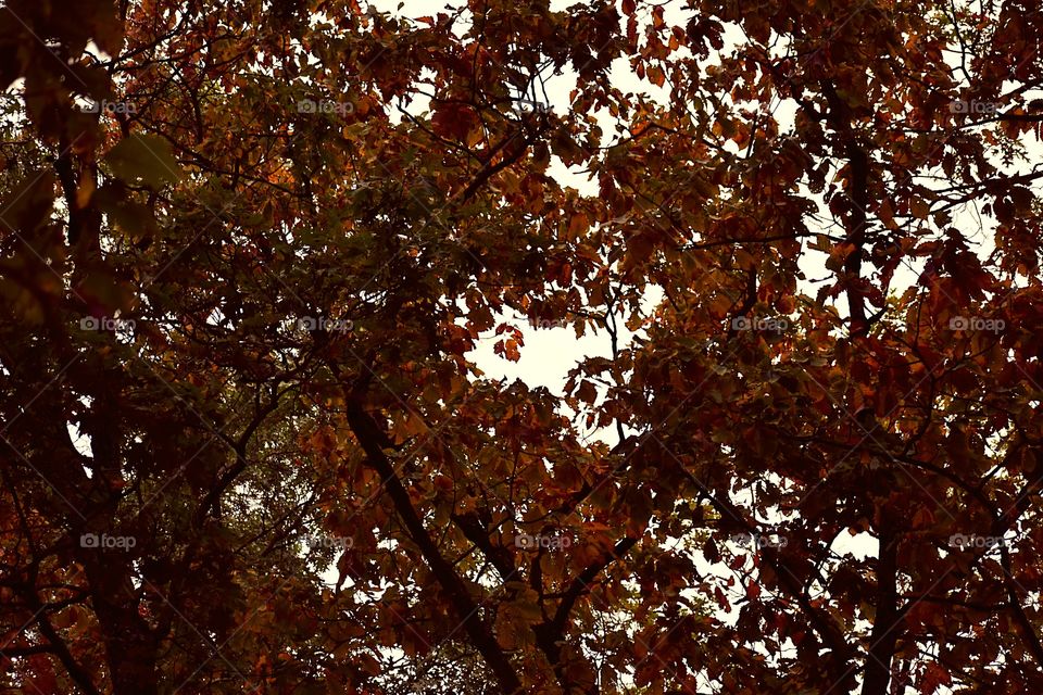 Sky peaking through fall leaves