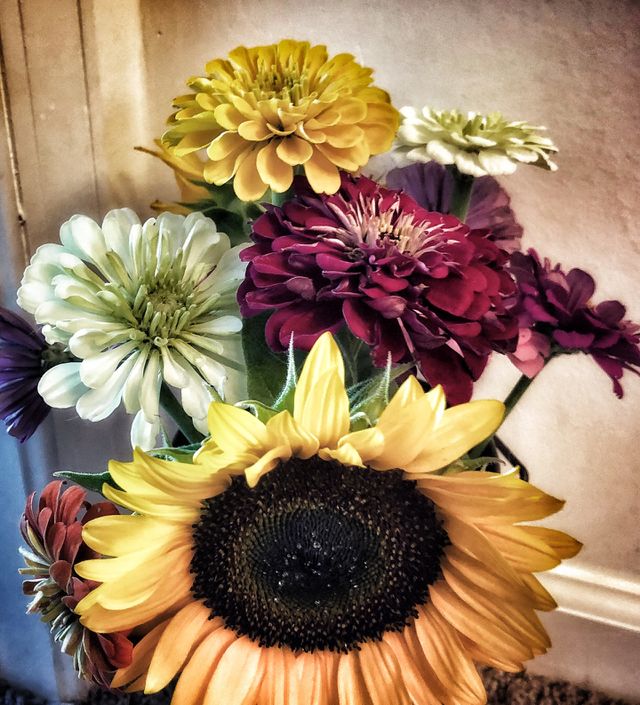 Fresh picked zinnias sunflowers