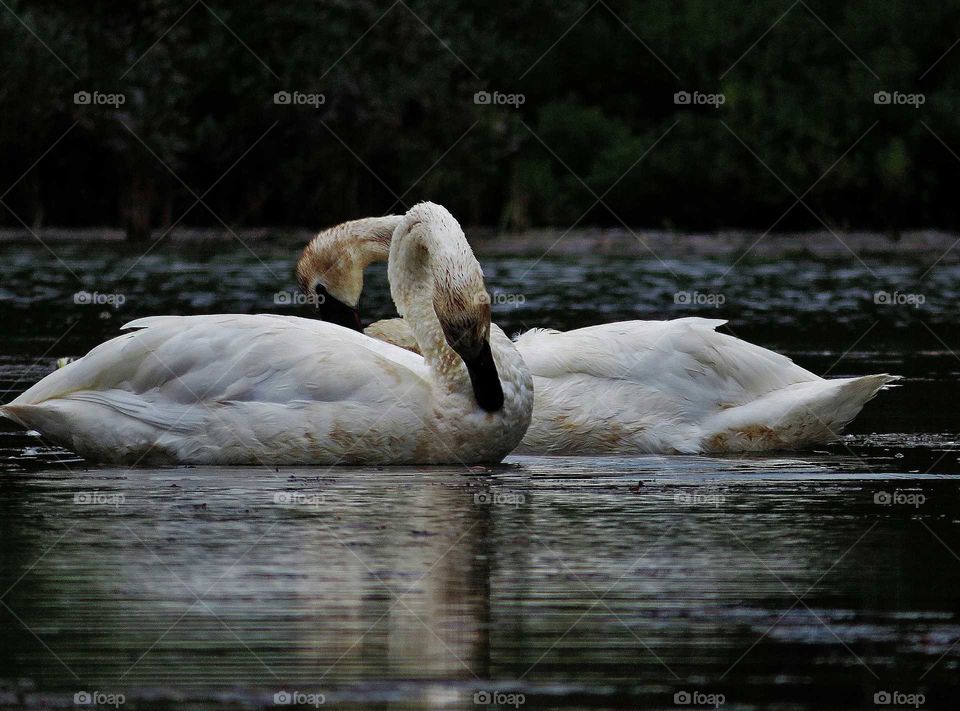 Mirroring Swans
