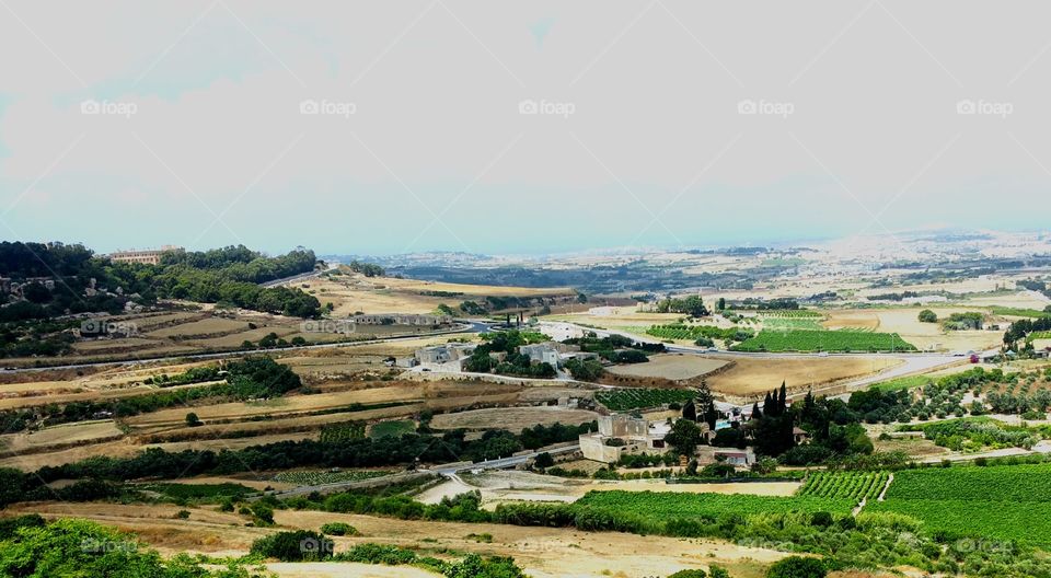 Summer fields in Malta