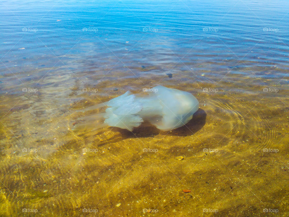 A large white jellyfish swims on the shore of a clear and transparent sea in calm weather, and hunts for fish for food.