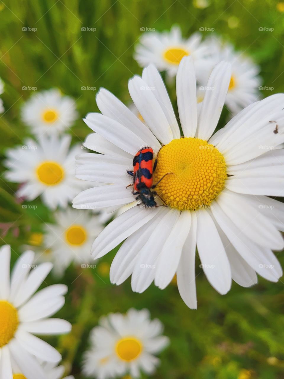 Käfer ruht sich aus