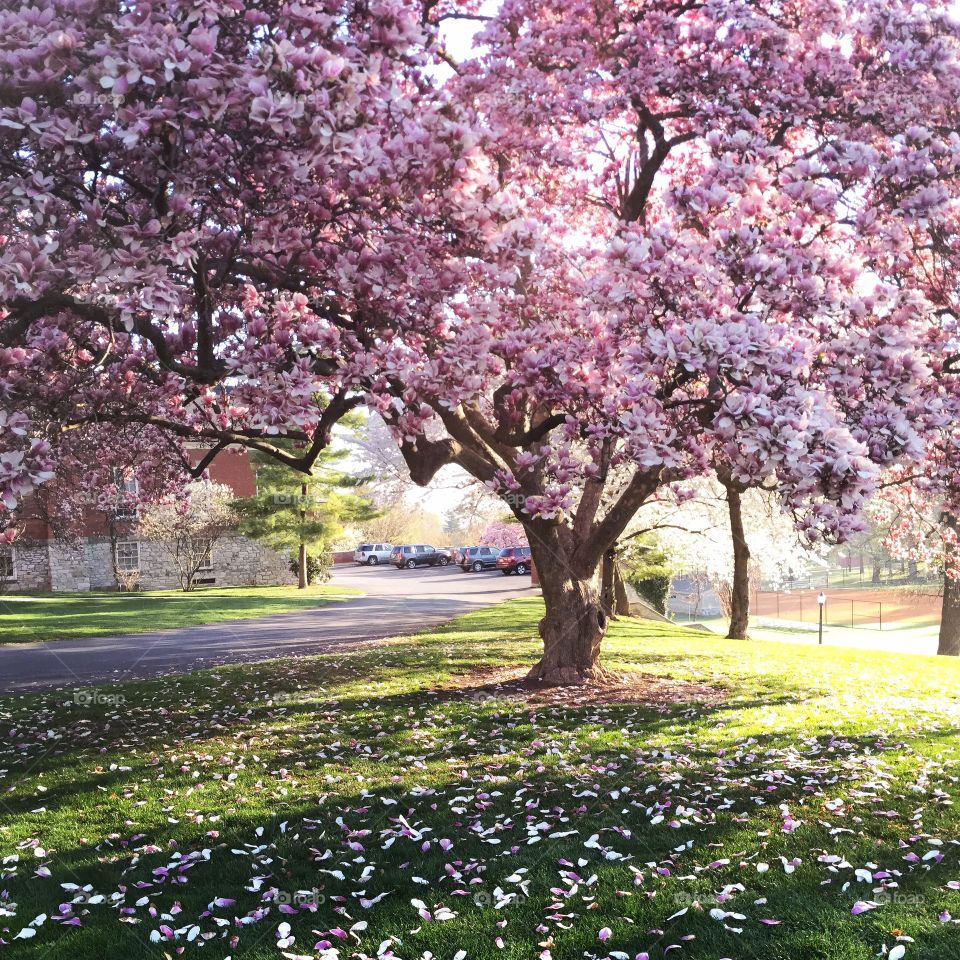 Spring. Beautiful tree in bloom on campus 