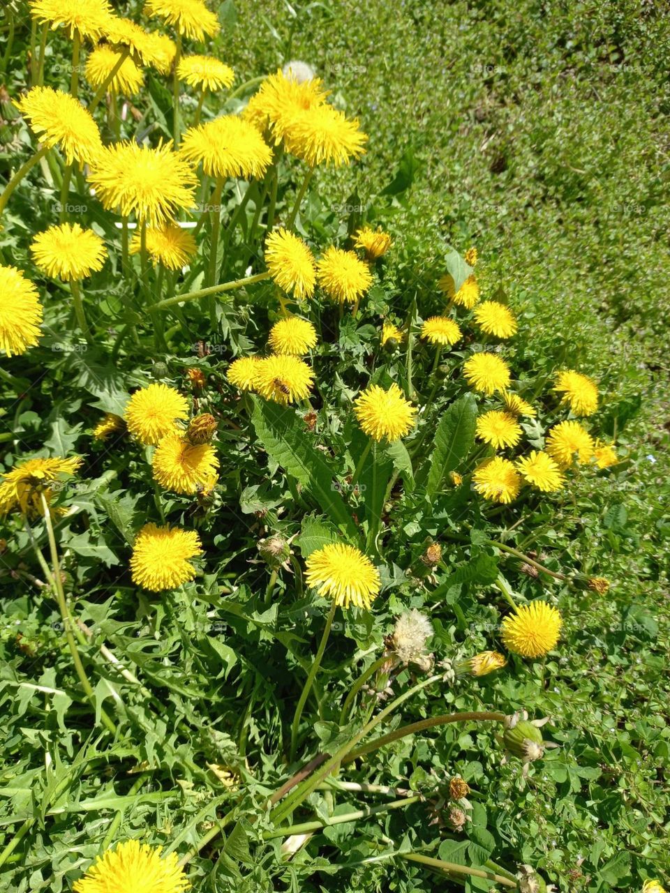 A Meadow of Spring Dandelions