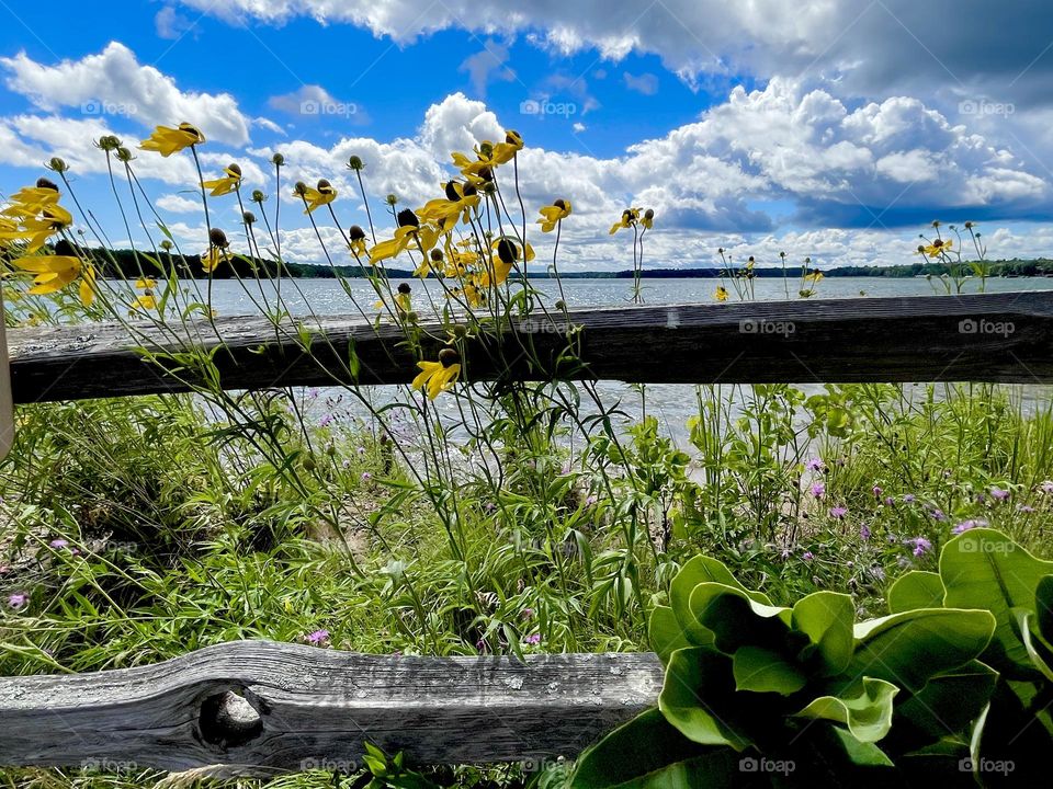 Lakeside flowers 