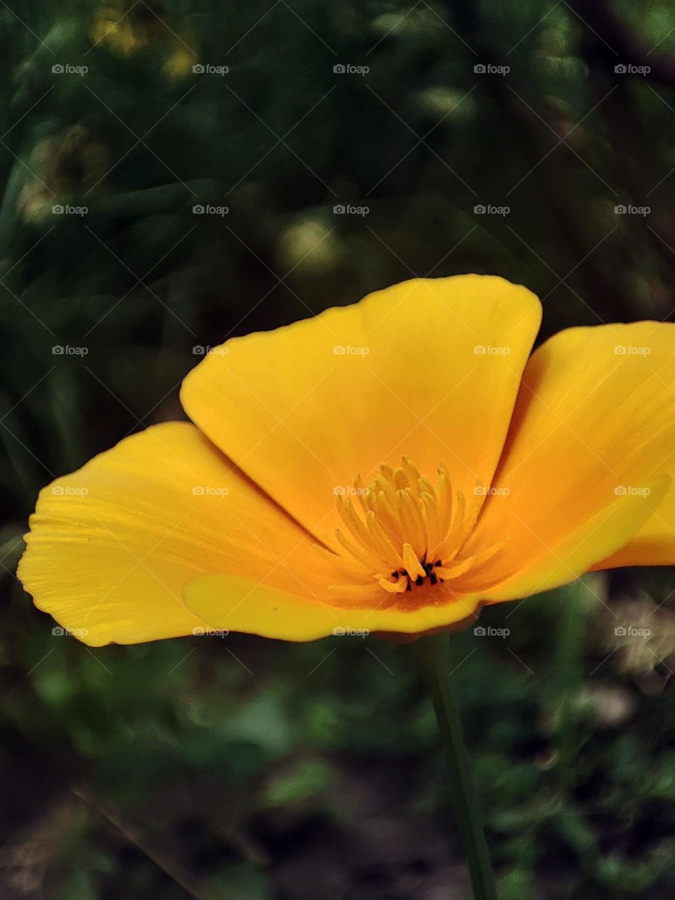 Macro photo of flowering grass