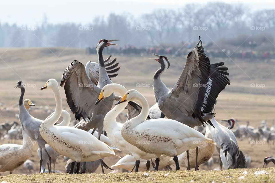 Wild cranes dancing, surrounded by swans 