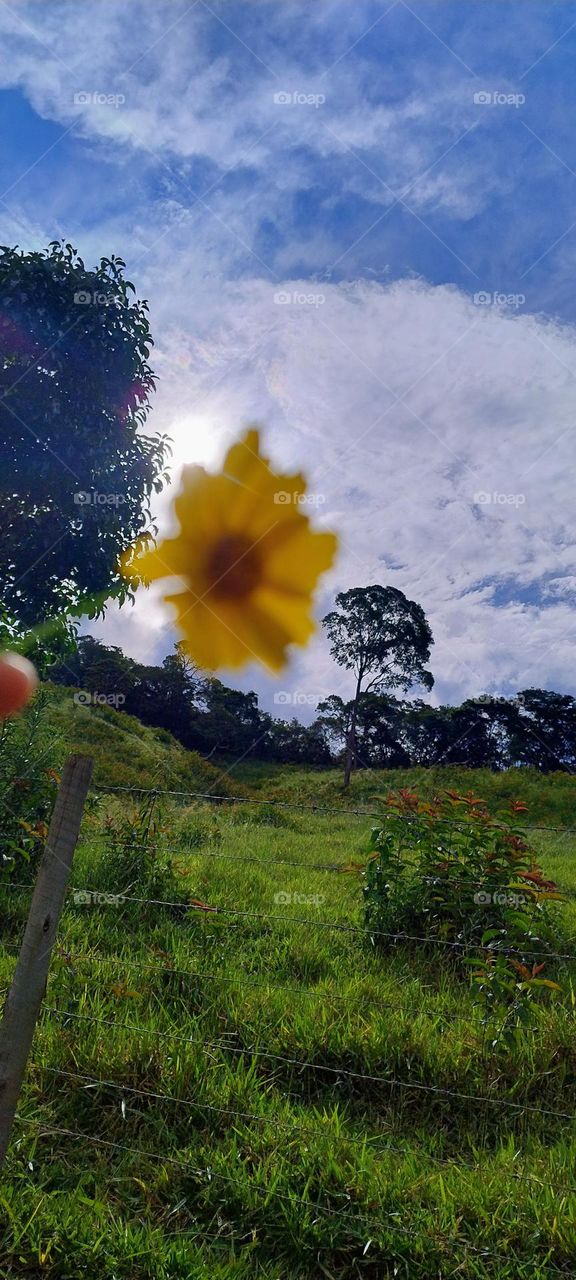 yellow daisy with sun