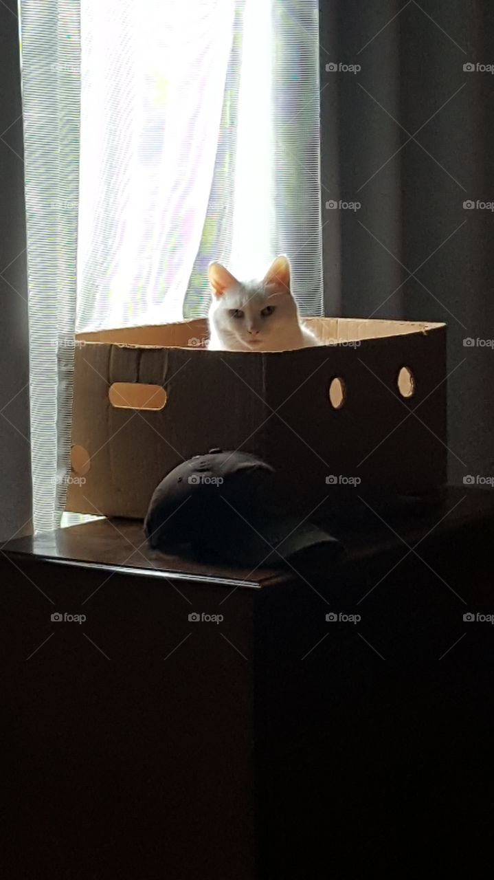 Kitty in a box