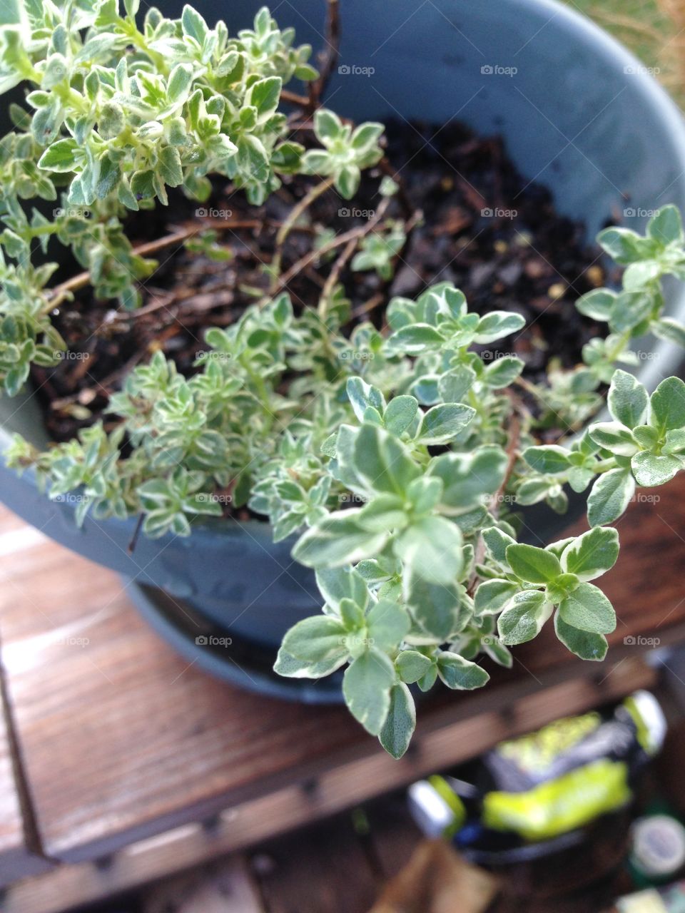 An over abundance of thyme. 