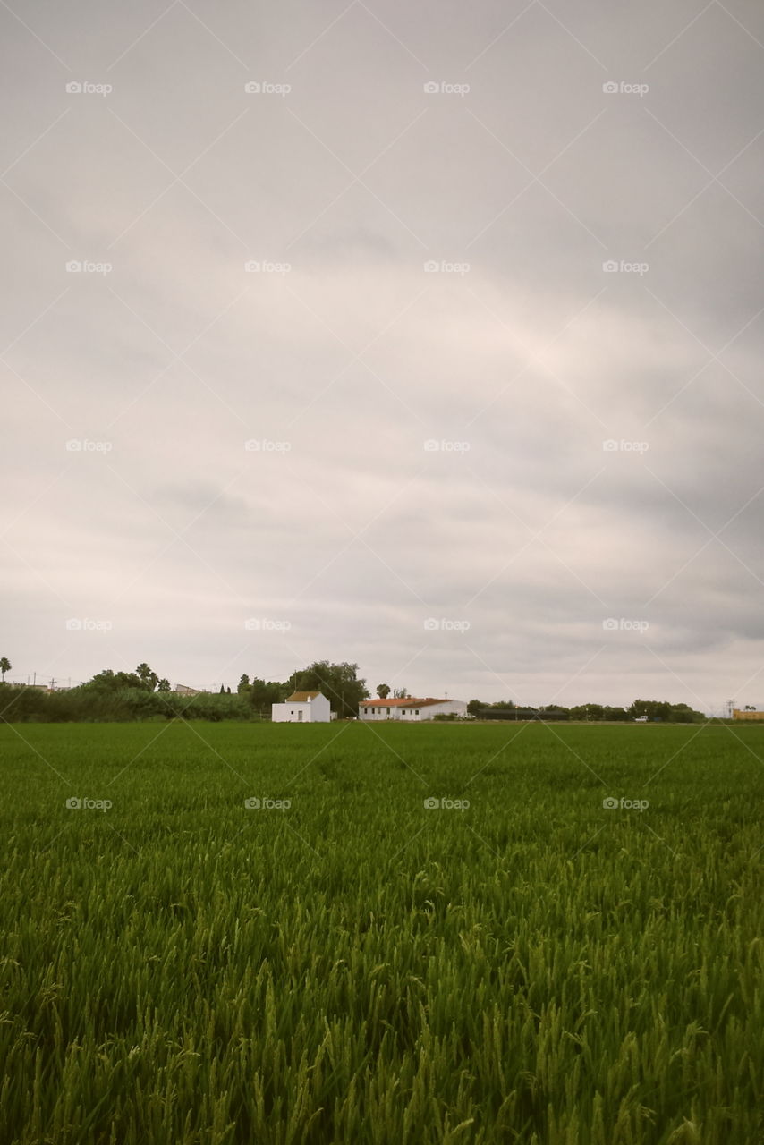 rice field. rice field