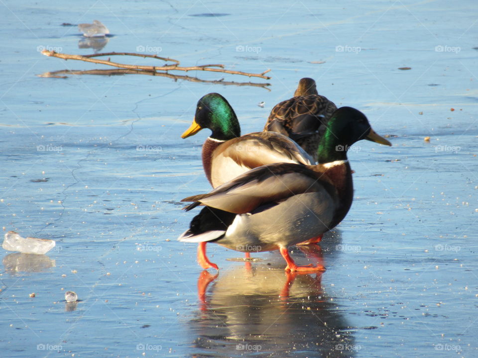 wild ducks on thin ice