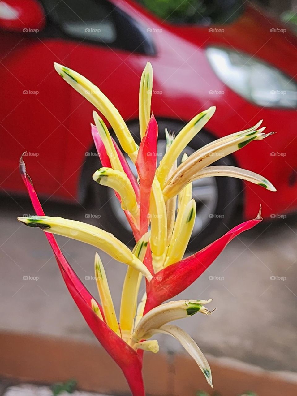 Bright, young and Fresh