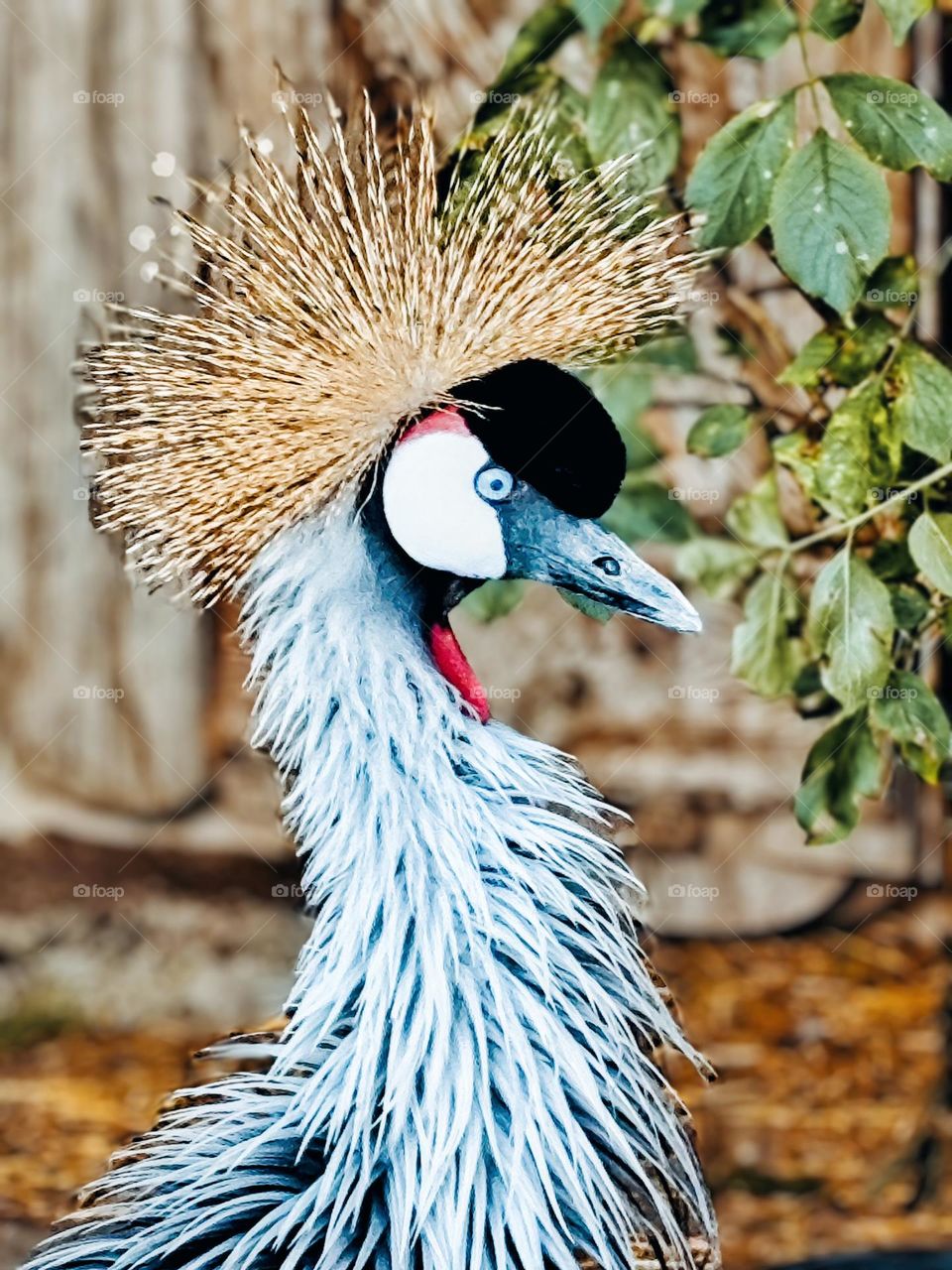 Südafrika-Kronenkranich