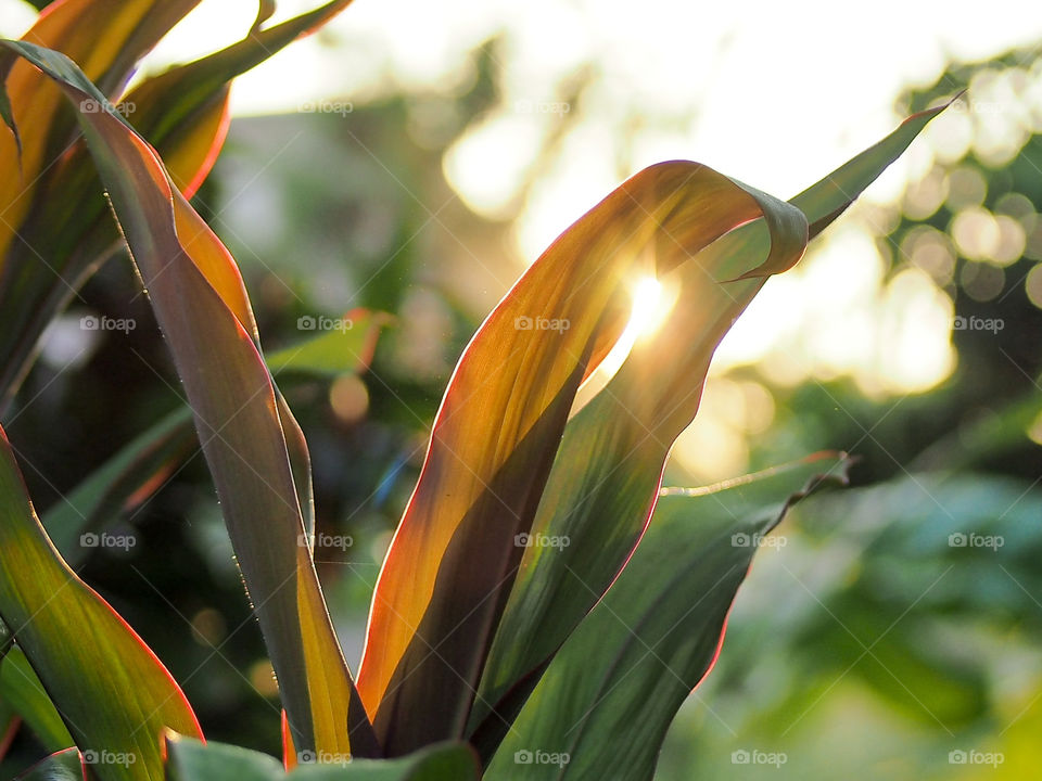 golden light