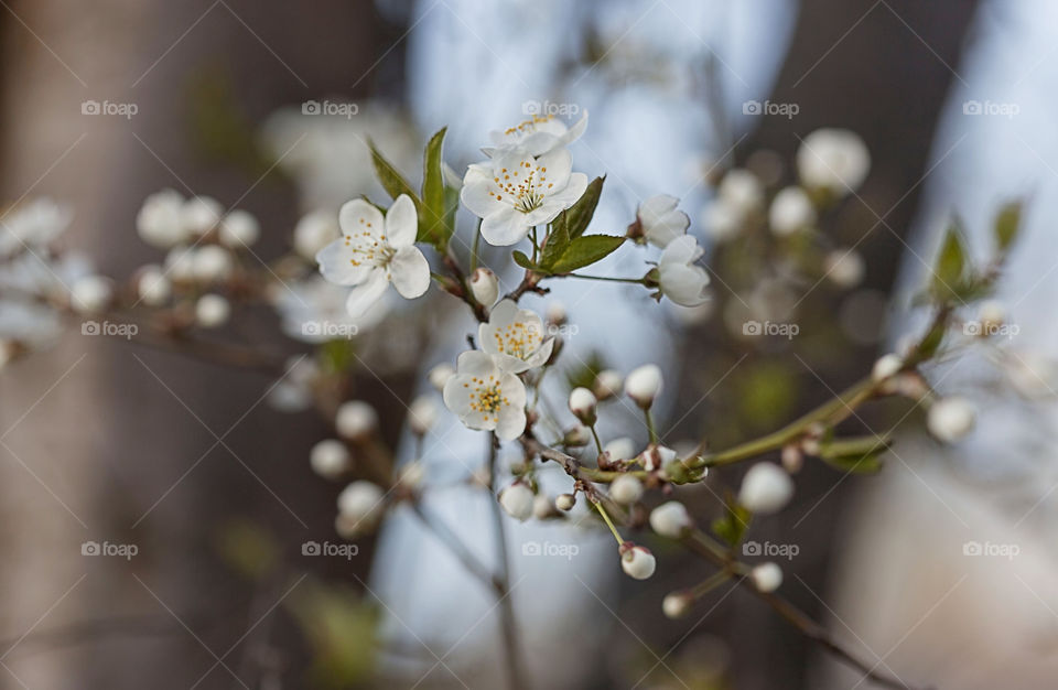 spring flowers, blossom tree