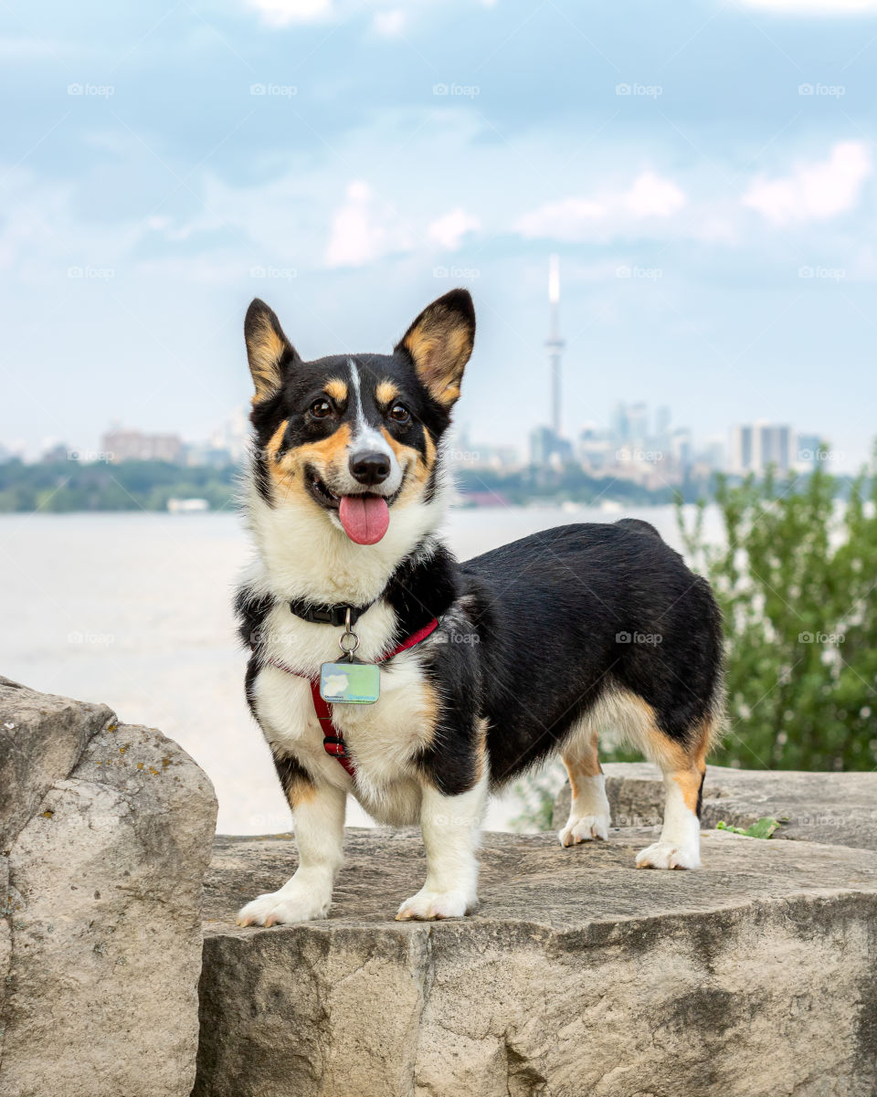 Happy smiling black headed tri color Pembroke Welsh corgi, standing in a waterfront park with the Toronto skyline in the background. 