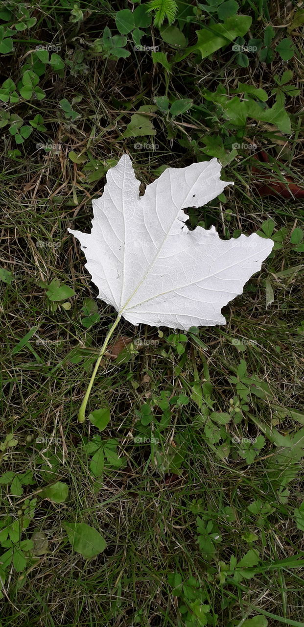 white reverse of a leaf