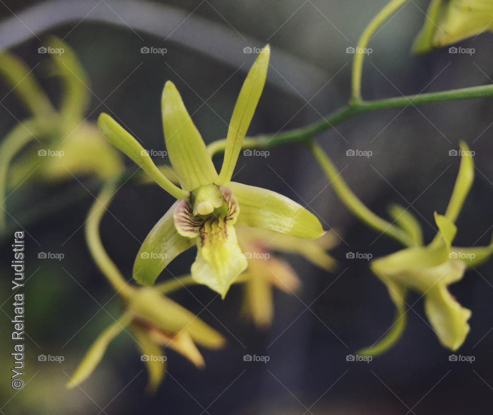 Dendrobium capra orchid