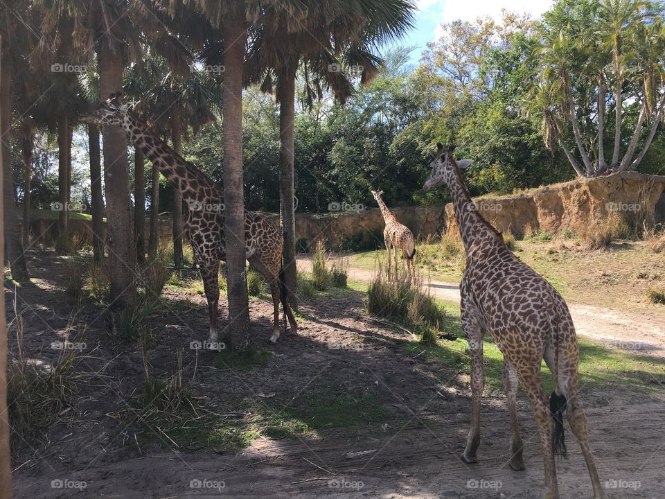 As encantadoras girafas