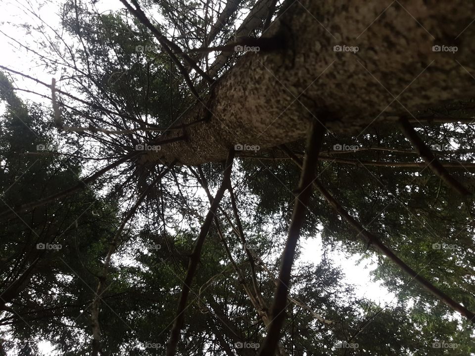 wow tree