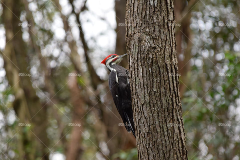 Woodpecker Fun