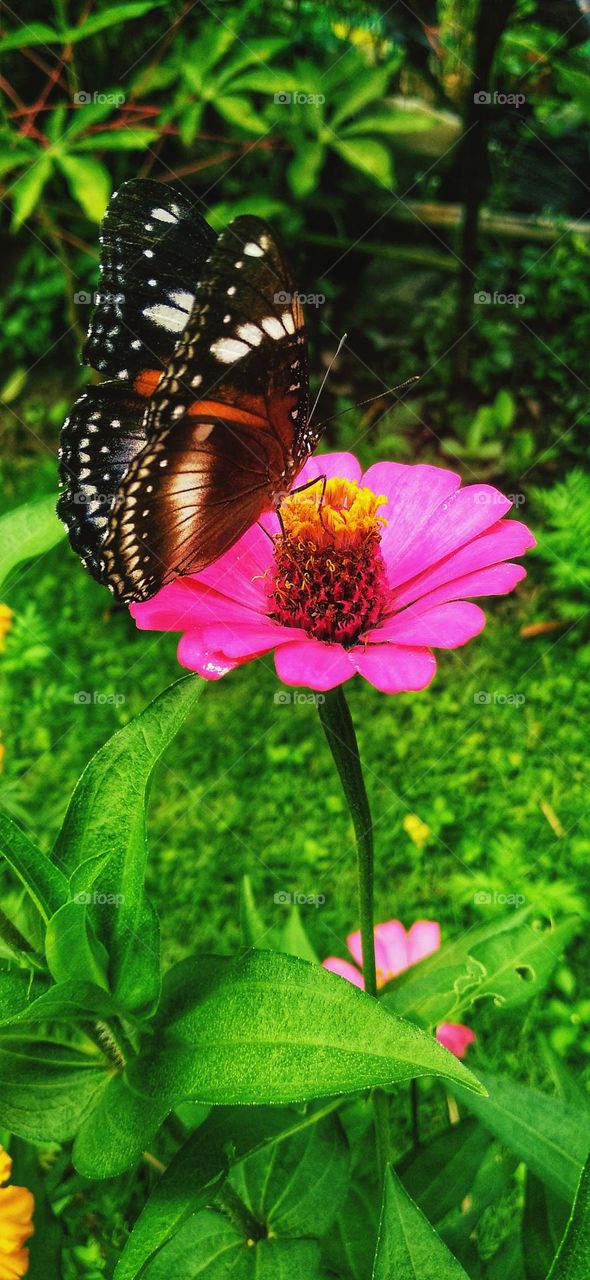 Beautiful butterfly on the flower