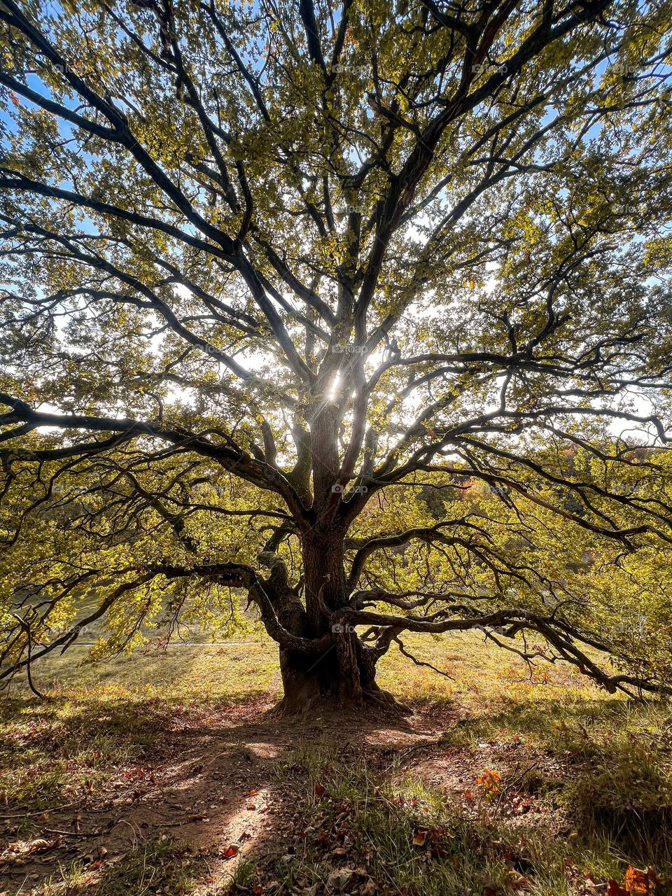 A big and tall tree in autumn or fall season 